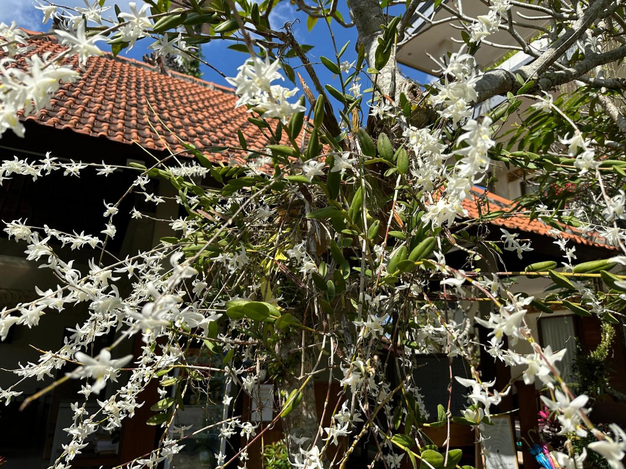 Brata Cottage Ubud Εξωτερικό φωτογραφία